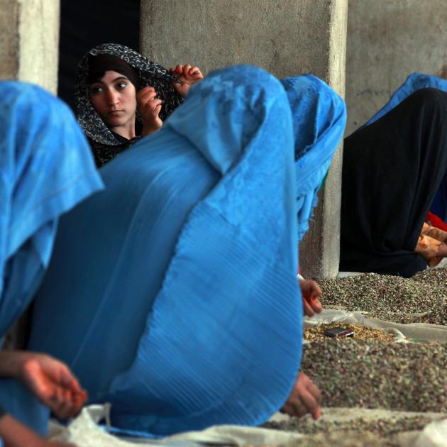 Women sort pistachios by hand at a privately-owned factory in Herat, Afghanistan